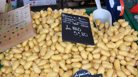 Les producteurs de pommes de terre s'attendent &agrave; une chute de 23% de la r&eacute;colte en raison de la s&eacute;cheresse &ndash; | Plan&egrave;te DDurable | Scoop.it