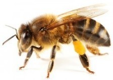 Ségolène et les abeilles | Variétés entomologiques | Scoop.it