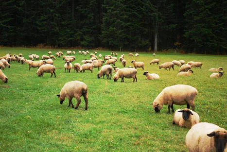 Life Green Sheep décarbone les élevages ovins | Actualité Bétail | Scoop.it