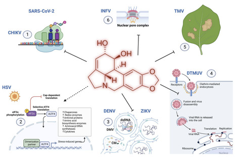 Review in Nat Prod Rep • Desgagné-Penix Lab 2024 • Unveiling Amaryllidaceae alkaloids: from biosynthesis to antiviral potential – a review  | Reviews | Scoop.it