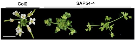 Plant Physiology: Phytoplasma effector SAP54 induces indeterminate leaf-like flower development in Arabidopsis plants | Plants and Microbes | Scoop.it