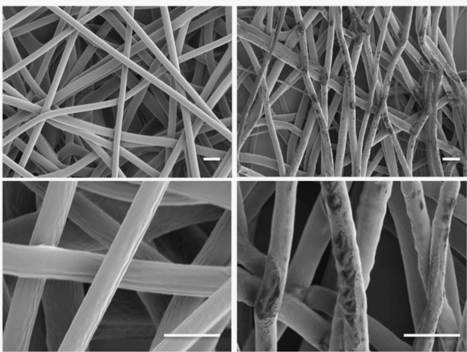 Cell-derived Electrospun Microfibrous Scaffolds for Bone Tissue Engineering | iBB | Scoop.it