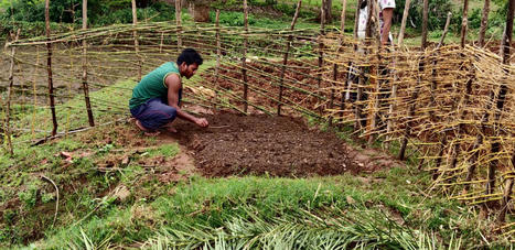 INDIA: Indigenous youth in agriculture during COVID-19 | SRI Global News ++ March - May 2025    System of Rice Intensification (SRI) | Scoop.it