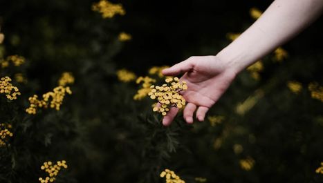 Génie du vivant : la sensibilité des plantes avec Jacques Tassin | Biodiversité | Scoop.it