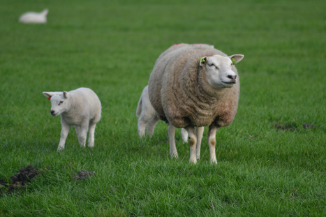 Abattoir de Boischaut : les enseignements du scandale | Vigilance Halal | Stopper le fascisme gauchiste & le nazislamisme | Scoop.it
