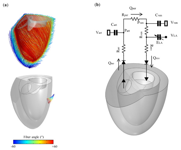 A 3D-0D Computational Model of the Left Ventricle for Investigating Blood Flow Patterns for Cases of Systolic Anterior Motion and after Anterior Mitral Leaflet Splitting | Transcatheter Treatment of Mitral Regurgitation | Scoop.it