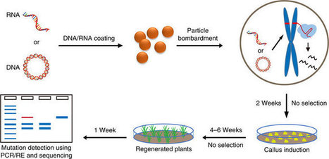 Efficient and transgene-free genome editing in wheat through transient expression of CRISPR/Cas9 DNA or RNA | Plant Biology Teaching Resources (Higher Education) | Scoop.it