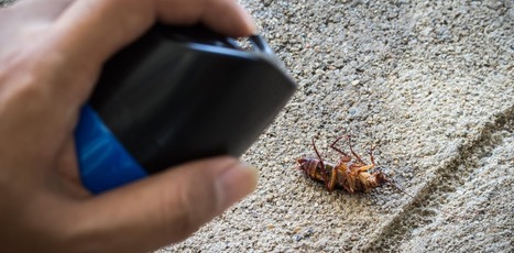 Ce que notre rapport aux insectes dit de notre rapport à la nature (3 sur 6) : Une aversion parfois légitime | EntomoNews | Scoop.it