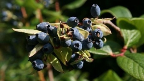 Berries from Tibetan Himalayas have ‘great functional food potential’: China research | The Asian Food Gazette. | Scoop.it