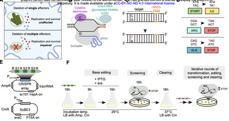 Dissecting multi-gene virulence phenotypes with base editing requires consideration of target-independent mutagenesis | brvbe | RMH | Scoop.it