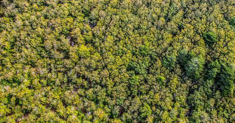 Dans la forêt de Massane, des bois morts pour la biodiversité | Biodiversité | Scoop.it