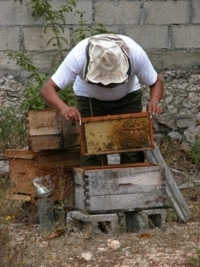 México/ Yucatán/Introduccion de cultivos transgenicos, ruina economica de apicultores - | MOVUS | Scoop.it
