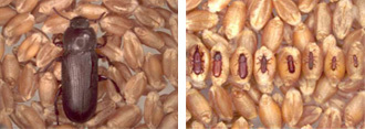 Prévenir les infestations par les insectes au moment d'entreposer le grain | Insect Archive | Scoop.it
