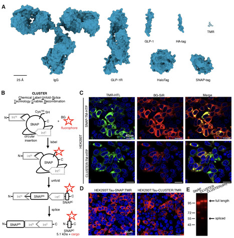A bio-orthogonal and covalent 5 kDa small protein tag | brvt | RMH | Scoop.it
