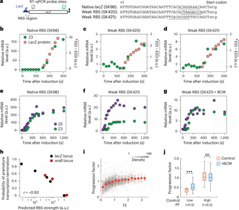 Spatial and genetic constraints govern transcription&ndash;translation coupling and mRNA degradation in bacteria | Nmb | RMH | Scoop.it