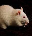 Des rats acqui&egrave;rent un sixi&egrave;me sens gr&acirc;ce &agrave; un implant c&eacute;r&eacute;bral | Sociologie du num&eacute;rique et Humanit&eacute; technologique | Scoop.it