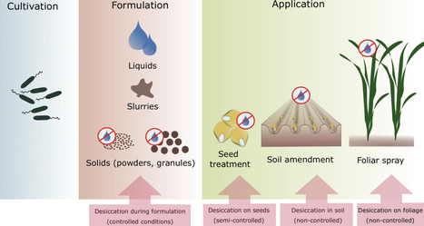 Maintenance and assessment of cell viability in formulation of non-sporulating bacterial inoculants | mbt | RMH | Scoop.it