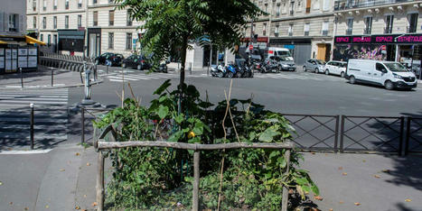 Anne Hidalgo signe la fin des « permis de végétaliser » à Paris (abonnés) | Participation citoyenne | Scoop.it