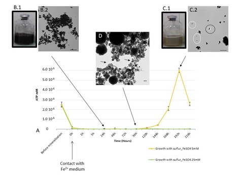 Precipitation of greigite and pyrite induced by Thermococcales: an advantage to live in Fe- and S-rich environments? | I2BC Paris-Saclay | Scoop.it