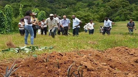 Des assises de l'agriculture pour réorganiser la filière (Martinique) | Revue Politique Guadeloupe | Scoop.it