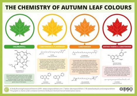 The Chemicals Behind the Colours of Autumn Leaves | Aprendiendo a Distancia | Scoop.it