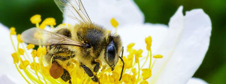 Célébration 2021 de la Journée mondiale des abeilles : volons au secours des abeilles ! | Variétés entomologiques | Scoop.it