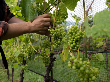 CLIMATE CHANGE 'shifting Europe&rsquo;s WINE-growing regions' | CIHEAM Press Review | Scoop.it
