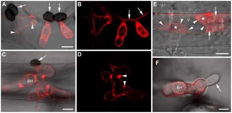 PLoS Pathogens: Sequential Delivery of Host-Induced Virulence Effectors by Appressoria and Intracellular Hyphae of the Phytopathogen Colletotrichum higginsianum | Plants and Microbes | Scoop.it