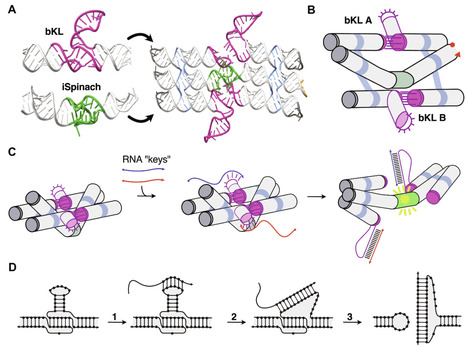 An RNA origami robot that traps and releases a fluorescent aptamer | SAdv | RMH | Scoop.it