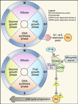 Targeting Cell Cycle Progression: CDK4/6 Inhibi...