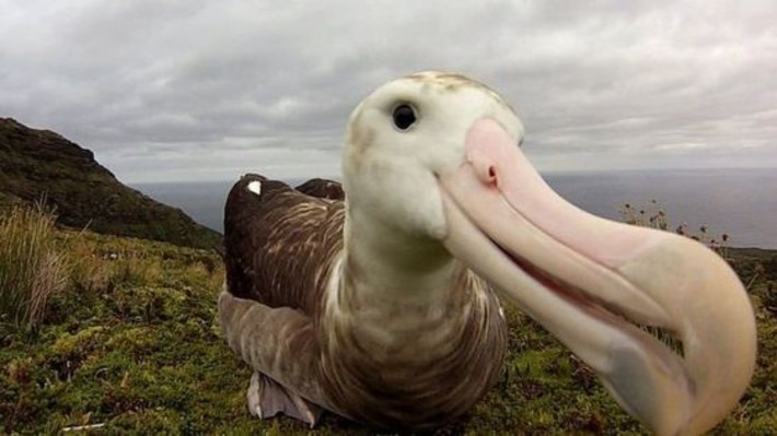 Predation In Vie Marine Et Biodiversite Scoop It