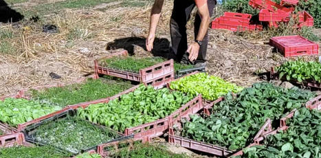 EUROPE : En bio, les agriculteurs européens peuvent désormais choisir leurs semences | CIHEAM Press Review | Scoop.it