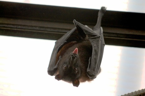 Les chauve-souris peuvent nous sauver du Zika et autres virus &bull; N&eacute;oplan&egrave;te | Biodiversit&eacute; | Scoop.it