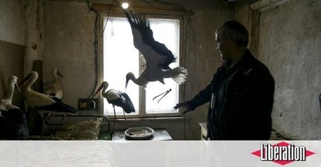 Des Bulgares offrent le gîte à des cigognes frigorifiées  | Les oiseaux au gré du vent | Scoop.it