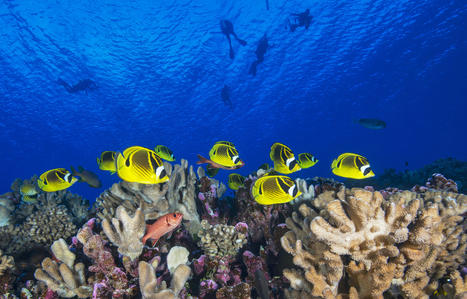 Océan : plan d’urgence pour la résilience des récifs coralliens du Patrimoine mondial de l’UNESCO | Biodiversité | Scoop.it