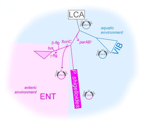 Distribution of Vibrionales' chromosome 2 in the gammaproteobacteria | I2BC Paris-Saclay | Scoop.it