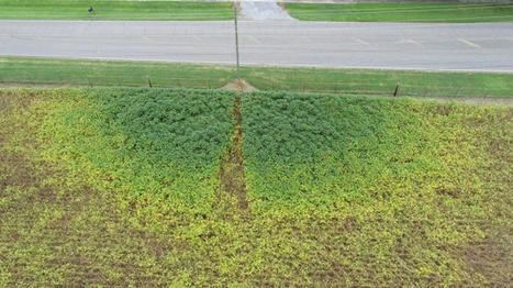Annette Krop-Benesch on LinkedIn: #ALAN #sustainability #agricultureandfarming | LIGHTING-Innovation-Design | Scoop.it