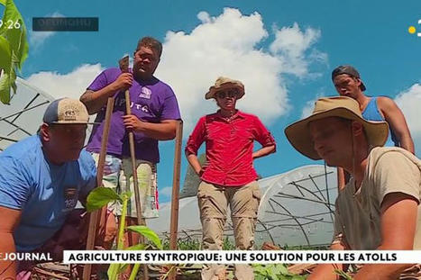 Une formation agro forestière pour encourager l’agriculture syntropique - France TV info | Pour innover en agriculture | Scoop.it