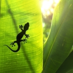Geckos inspire engineering research | Biomimicry 3.8 | Scoop.it