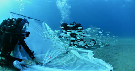 Ranching wild fish to rebuild MARINE ECOSYSTEMS | CIHEAM Press Review | Scoop.it