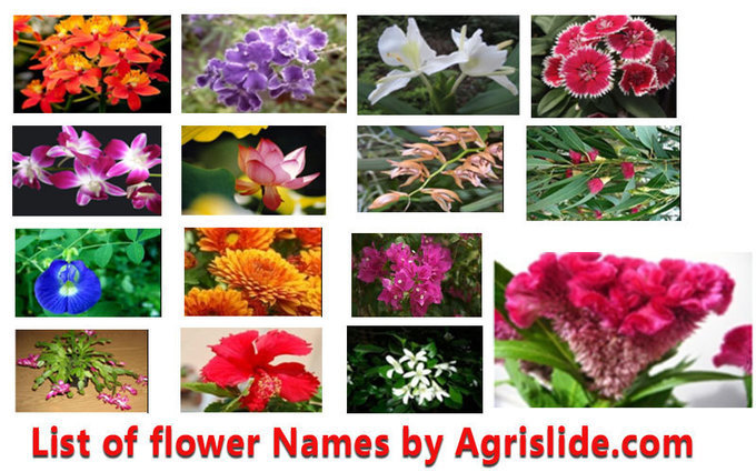 List of Flower Names with Scientific Name, Fami...