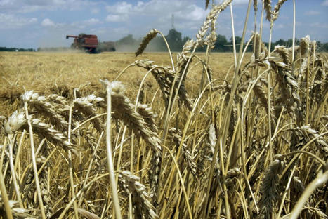 ALGERIE : Développement de la céréaliculture : En finir en priorité avec l’importation des semences | CIHEAM Press Review | Scoop.it