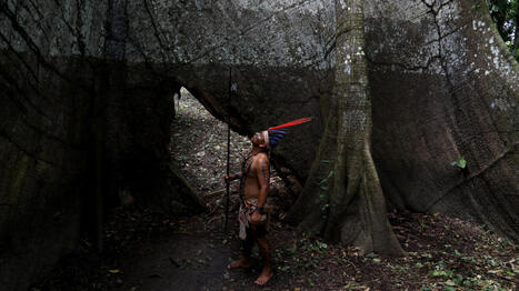 COP30: les forêts sont-elles encore des alliées dans la lutte contre le changement climatique? | Ecosystèmes Tropicaux | Scoop.it