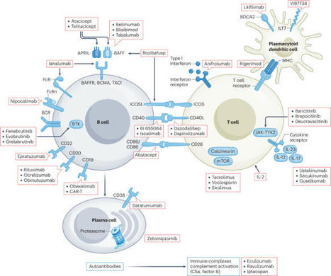 Treatment of lupus nephritis: consensus, evidence and perspectives | Nature Reviews Rheumatology | Rheumatology-Rhumatologie | Scoop.it