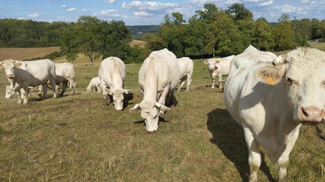 Ration &agrave; base de paille pour bovins allaitants | SCIENCES DE L' ANIMAL | Scoop.it