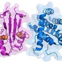 Cancer researchers find key protein link - R & D Magazine | 21st Century Innovative Technologies and Developments as also discoveries, curiosity ( insolite)... | Scoop.it