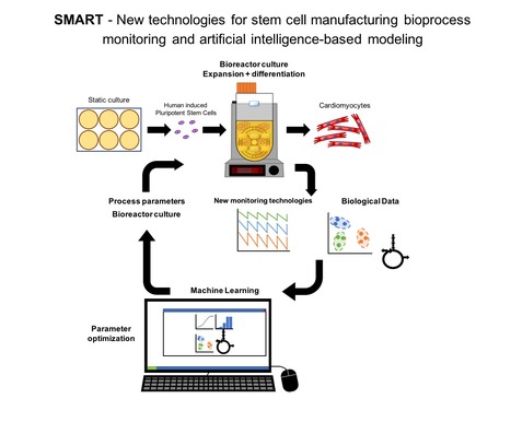 Stem cell Manufacturing and Artificial Intelligence-based Modeling | iBB | Scoop.it