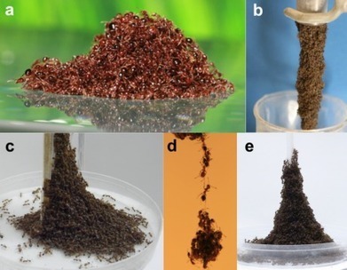 Le mystère des radeaux de fourmis dévoilé | EntomoNews | Scoop.it