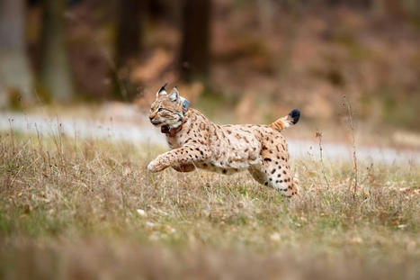 Le fragile retour du lynx dans les Vosges | ECOLOGIE - ENVIRONNEMENT | Scoop.it