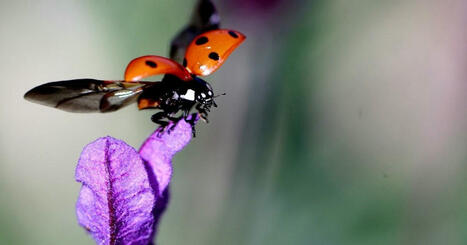 Les populations d’insectes s’effondrent partout dans le monde : cinq études scientifiques marquantes sur le sujet | Insect Archive | Scoop.it